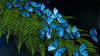 images3058176_4a