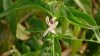 images3061614_Xuyen_Tam_Lien
