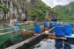 hai-phong-chi-hon-68-ty-ho-tro-ngu-dan-nuoi-thuy-san-o-vinh-cat-ba-09282872