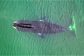 1bowheadwhales-13461388