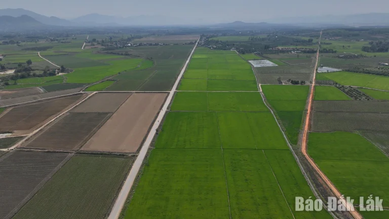 Cánh đồng lúa xen khoai lang của Hợp tác xã 714 (thuộc xã Ea Păl). Ảnh: Vạn Tiếp