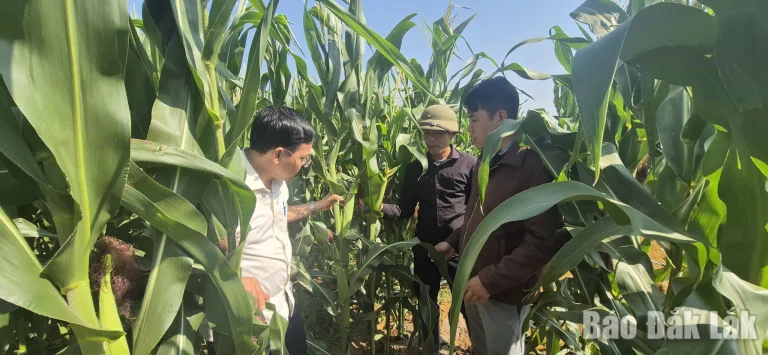 Những ruộng bắp sinh khối đang phát triển tốt, phù hợp khí hậu, thổ nhưỡng của Vân Hòa.