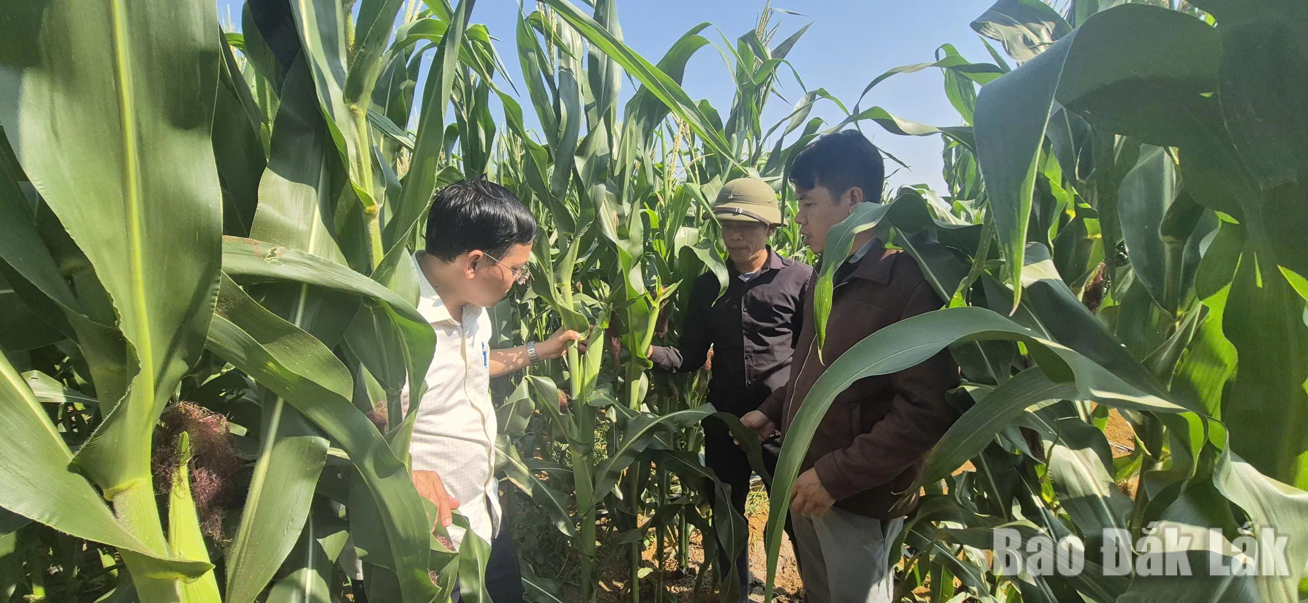 Những ruộng bắp sinh khối đang phát triển tốt, phù hợp khí hậu, thổ nhưỡng của Vân Hòa.