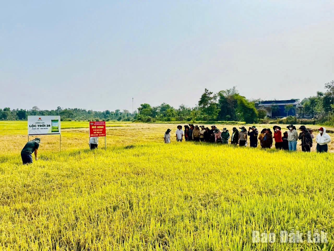 “Cầu nối” đưa khoa học kỹ thuật đến với nông dân 1 41b10b21 a773 44b8 ba82 d9dc32fb3f21 20260504190635 20260519210110