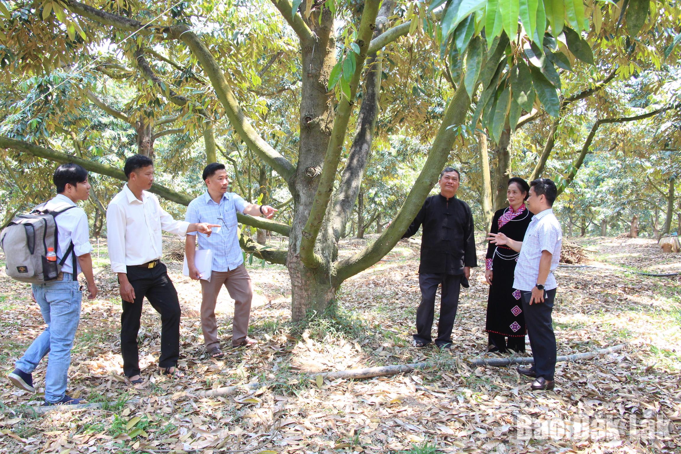 Hơn 1,8 tỷ đồng thực hiện dự án thí điểm chuyển đổi số trong sản xuất sầu riêng ở Krông Nô 2 Kiểm tra