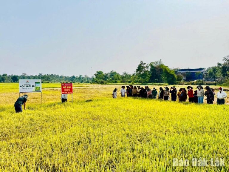 “Cầu nối” đưa khoa học kỹ thuật đến với nông dân