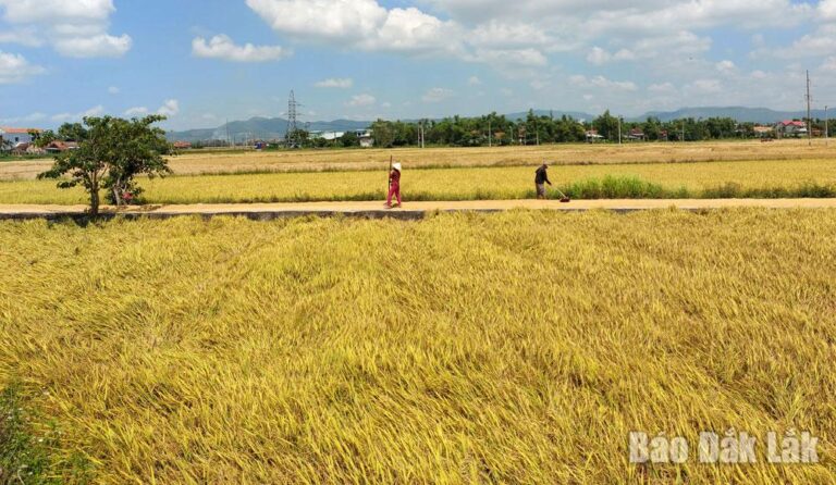 Mùa vàng trở lại - Báo Đắk Lắk điện tử