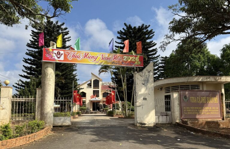 Nửa thế kỷ vun bồi “vàng xanh”: Hành trình bền bỉ của Công ty Cà phê Buôn Hồ trước ngưỡng cửa phát triển mới