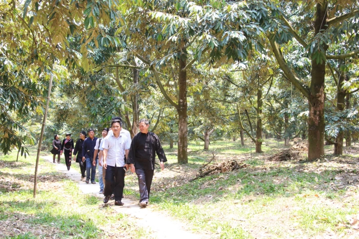 (Vidieo) Sầu riêng Krông Nô - Hương vị vàng trên đất Tây Nguyên