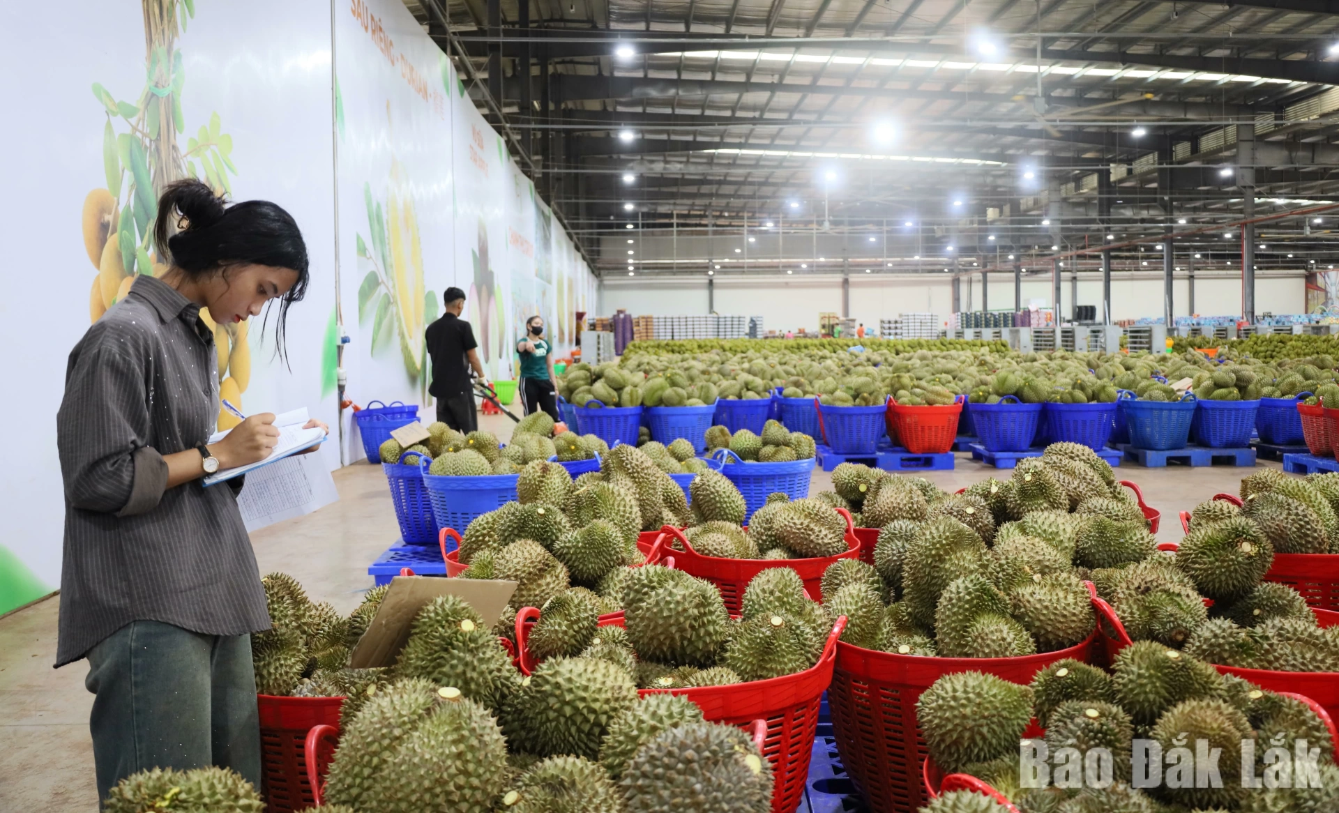 Nhanh chóng tháo gỡ vướng mắc về cấp mã số vùng trồng và kiểm nghiệm nông sản xuất khẩu 3 mã số đóng gói