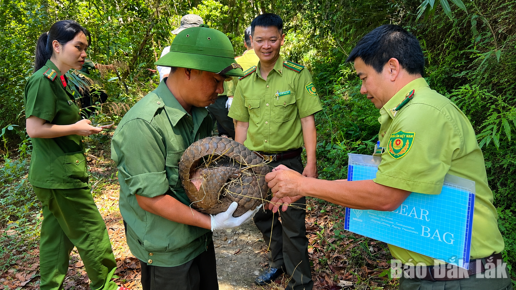 Thả 5 cá thể động vật hoang dã quý hiếm về rừng tự nhiên 1 Lực lượng chức năng kiểm tra cá thể tê tê Java để thả về tự nhiên