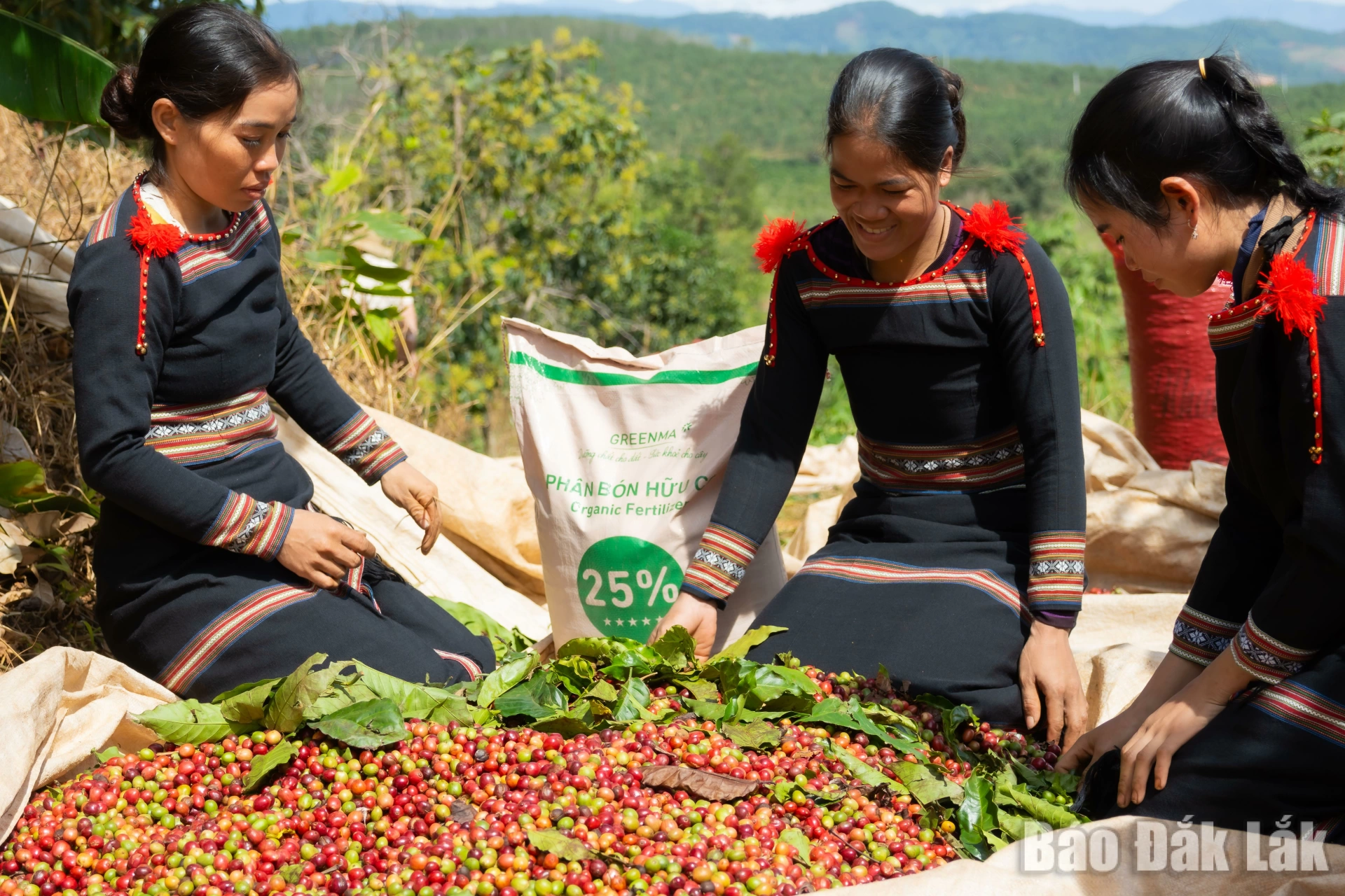 
Mô hình canh tác cà phê tại Tây Nguyên sử dụng phân bón hữu cơ Greenma