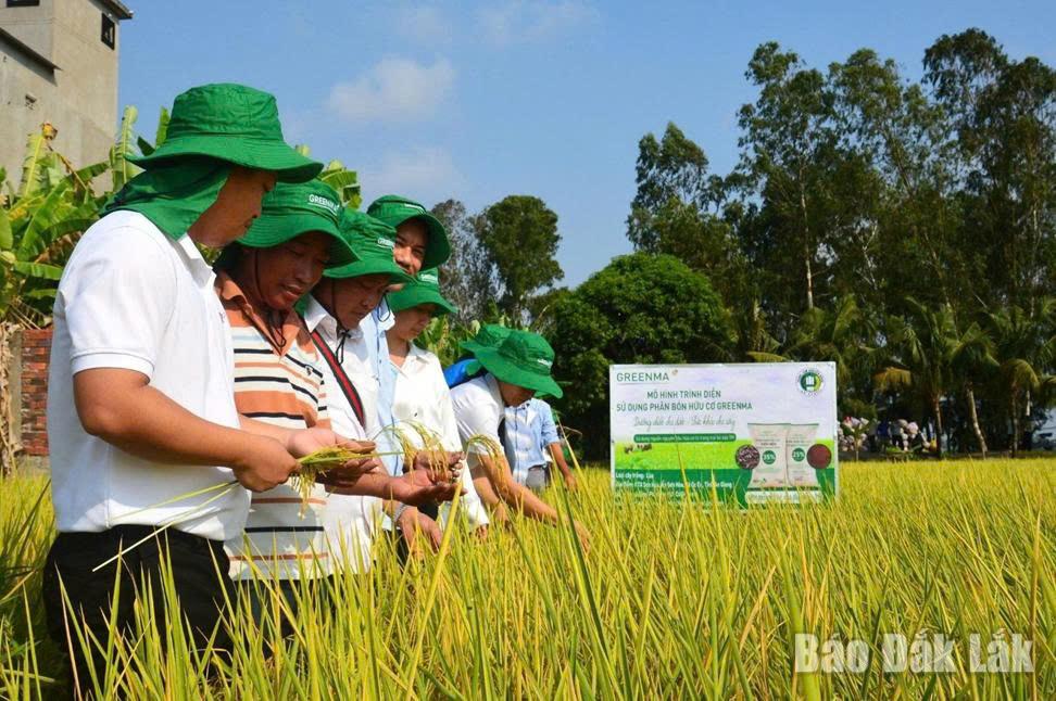 Phân bón hữu cơ Greenma được ứng dụng tại các mô hình canh tác ở khu vực Đồng bằng sông Cửu Long, hướng tới phát triển nông nghiệp bền vững