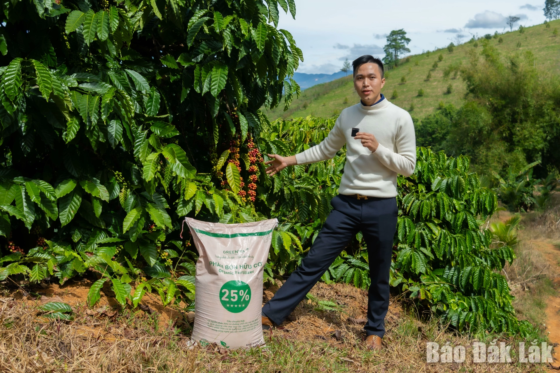 Cây cà phê đạt năng suất cao nhờ sử dụng phân bón hữu cơ Greenma