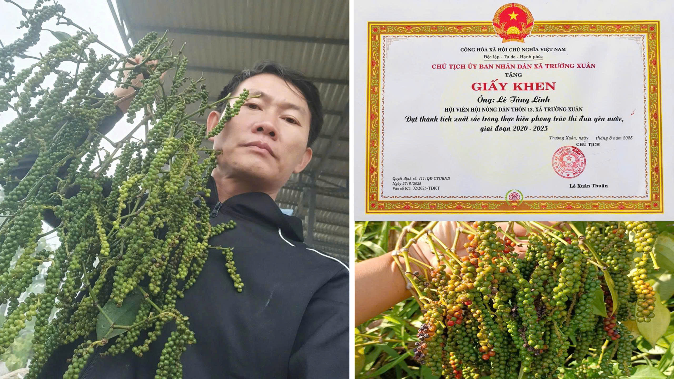 tieu tung linh dinh hinh chuoi gia tri ho tieu xuat khau 69cdc4866a8de