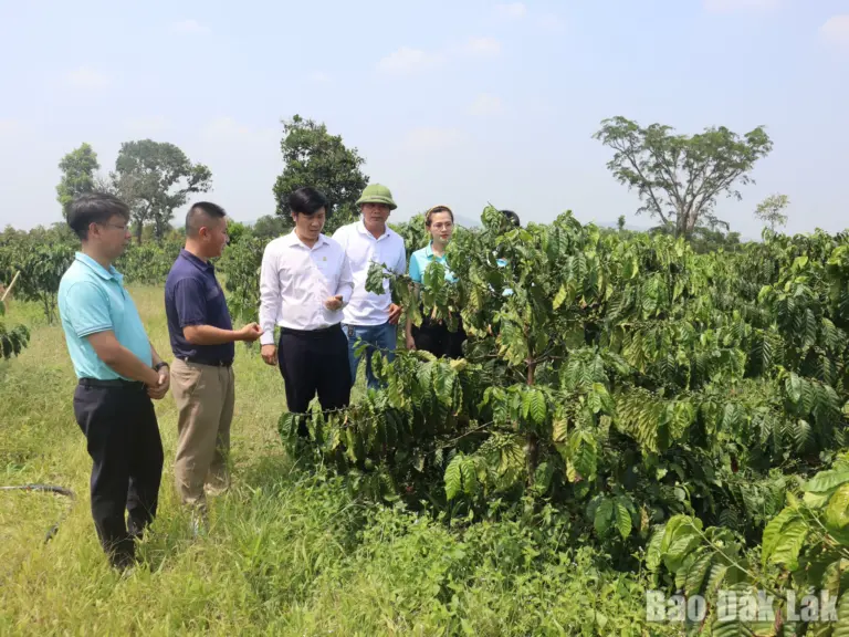 Cán bộ Agribank Chi nhánh Đắk Lắk thăm mô hình trồng cà phê của gia đình anh Trần Văn Thân ở xã Ea Ô.