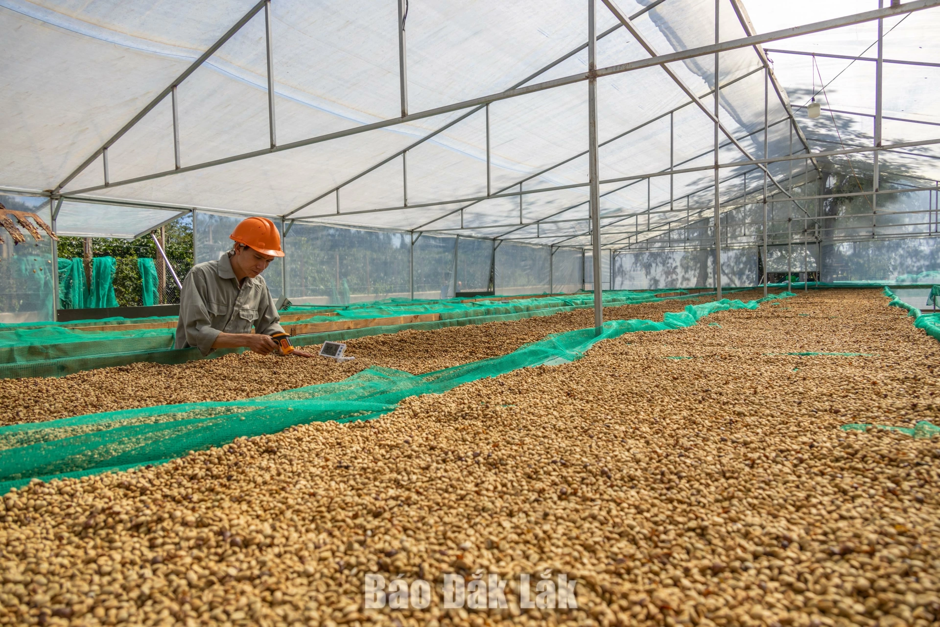 Đắk Lắk cần hướng đến xây dựng là thủ phủ cà phê Robusta thế giới. (Trong ảnh: Chế biến cà phê Robusta đặc sản)