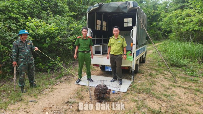 Tái thả cá thể khỉ mặt đỏ quý hiếm về rừng tự nhiên