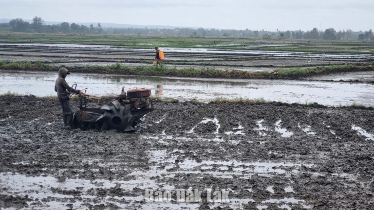 Toàn tỉnh dự kiến gieo trồng khoảng 240.000 ha vụ Hè Thu năm 2026
