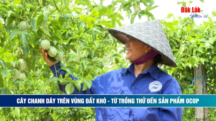 (Video) Cây chanh dây trên vùng đất khó - Từ trồng thử đến sản phẩm OCOP