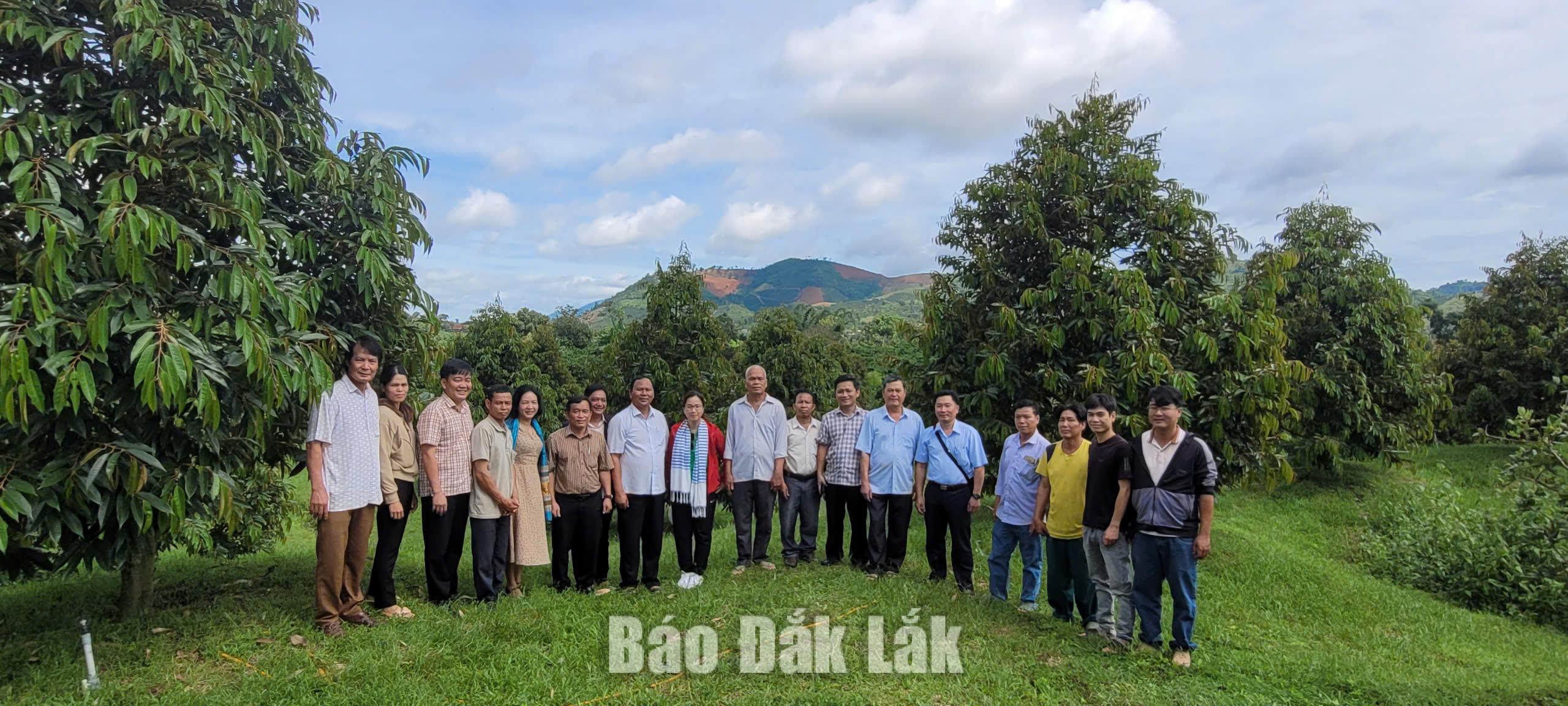 Vườn sầu riêng được đầu tư, chỉnh trang theo hướng phục vụ sản xuất kết hợp tham quan, trải nghiệm.
