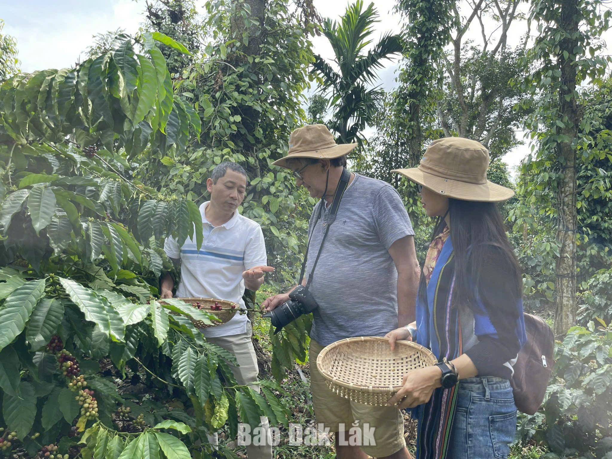 Đắk Lắk ban hành Chiến lược xây dựng “Buôn Ma Thuột – Thủ phủ cà phê ngon nhất thế giới” 1 Du khách trải nghiệm thu hoạch cà phê tại Trang trại Aeroco Coffee.