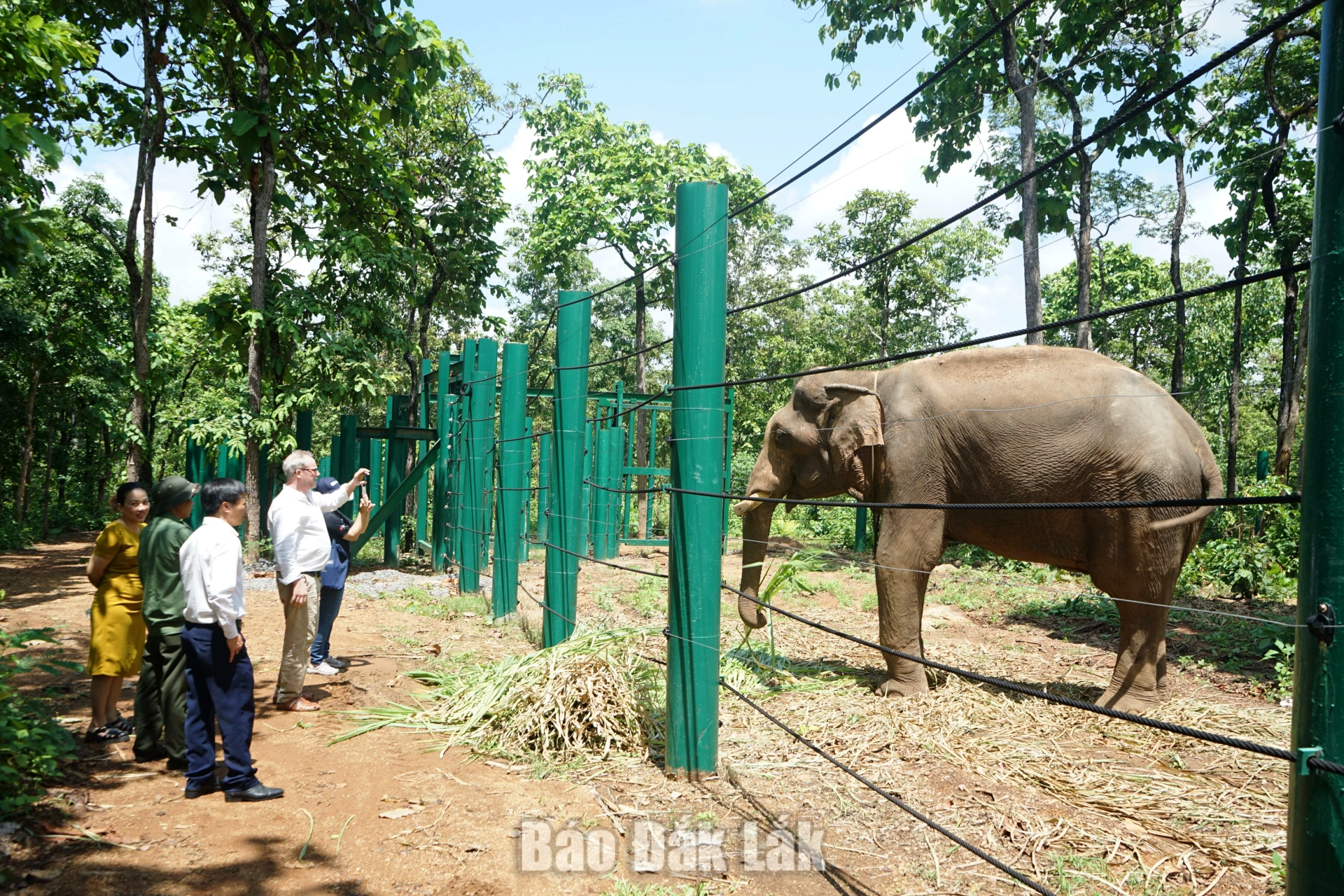 Khảo sát, đánh giá thực địa về tri thức bảo tồn voi trên địa bàn tỉnh Đắk Lắk 2 Khảo sát tình hình chăm sóc, nuôi dưỡng voi tại Trung tâm Bảo tồn voi, cứu hộ động vật và quản lý bảo vệ rừng