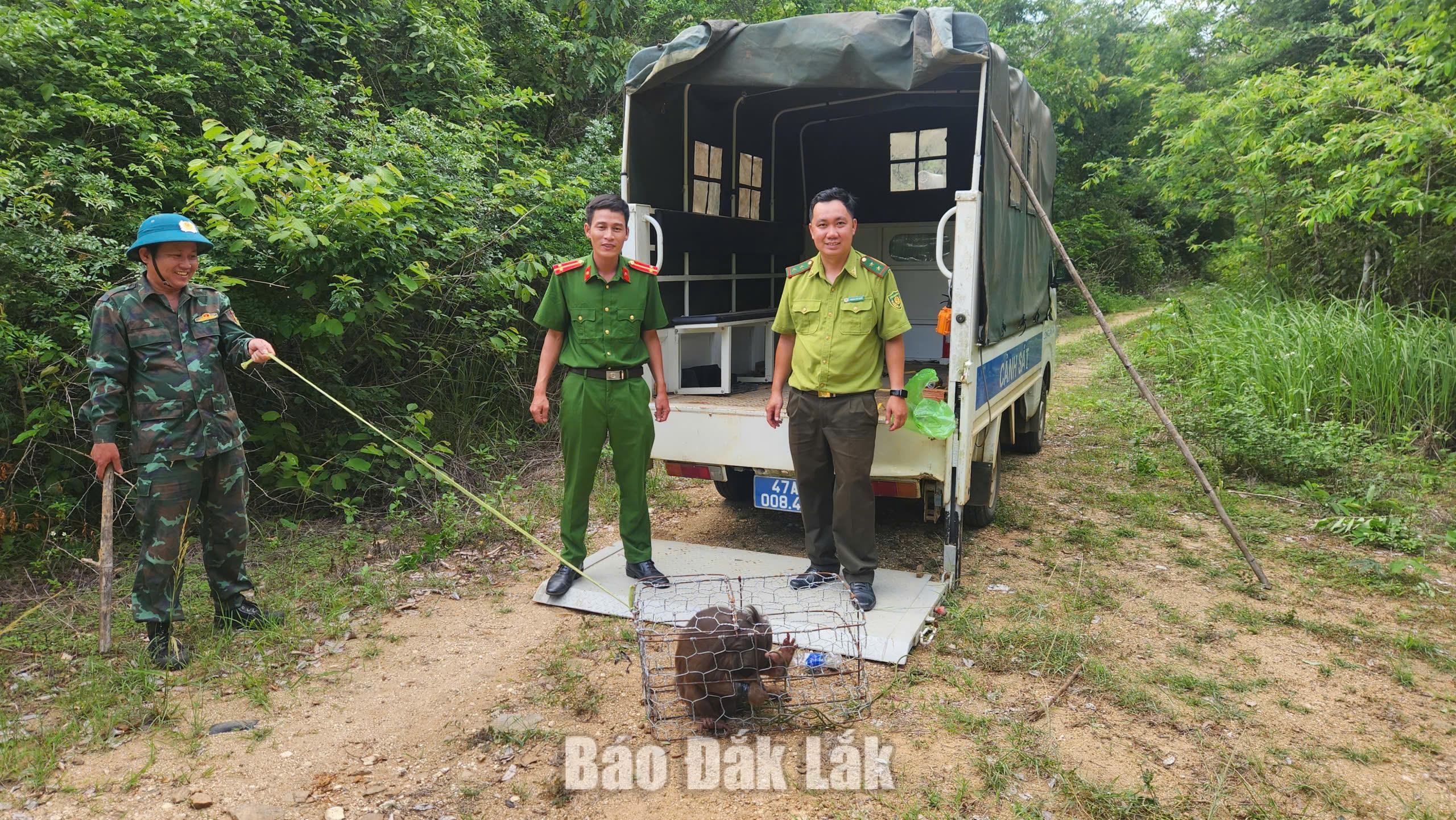 Tái thả cá thể khỉ mặt đỏ quý hiếm về rừng tự nhiên 1 Lực lượng chức năng đưa cá thể khỉ đến khu vực rừng tái thả.