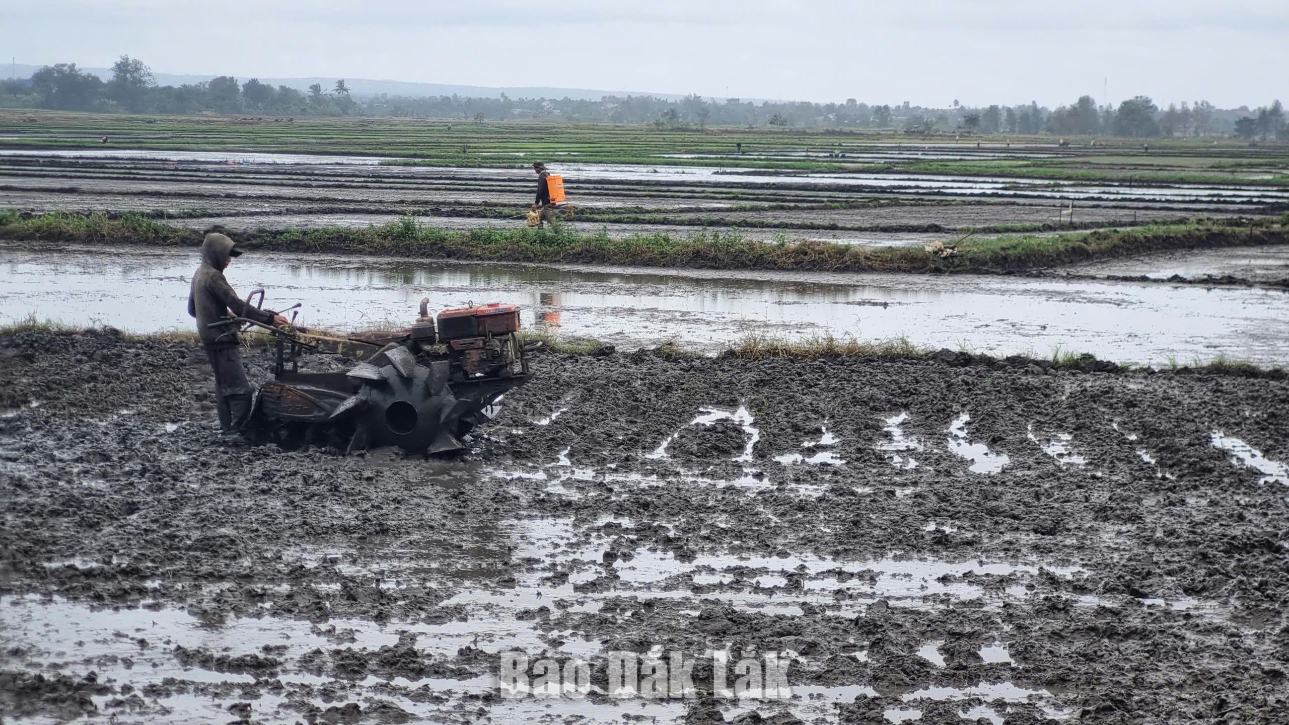 Nông dân trên địa bàn xã Tân Tiến chuẩn bị đất gieo trồng vụ Hè Thu. 