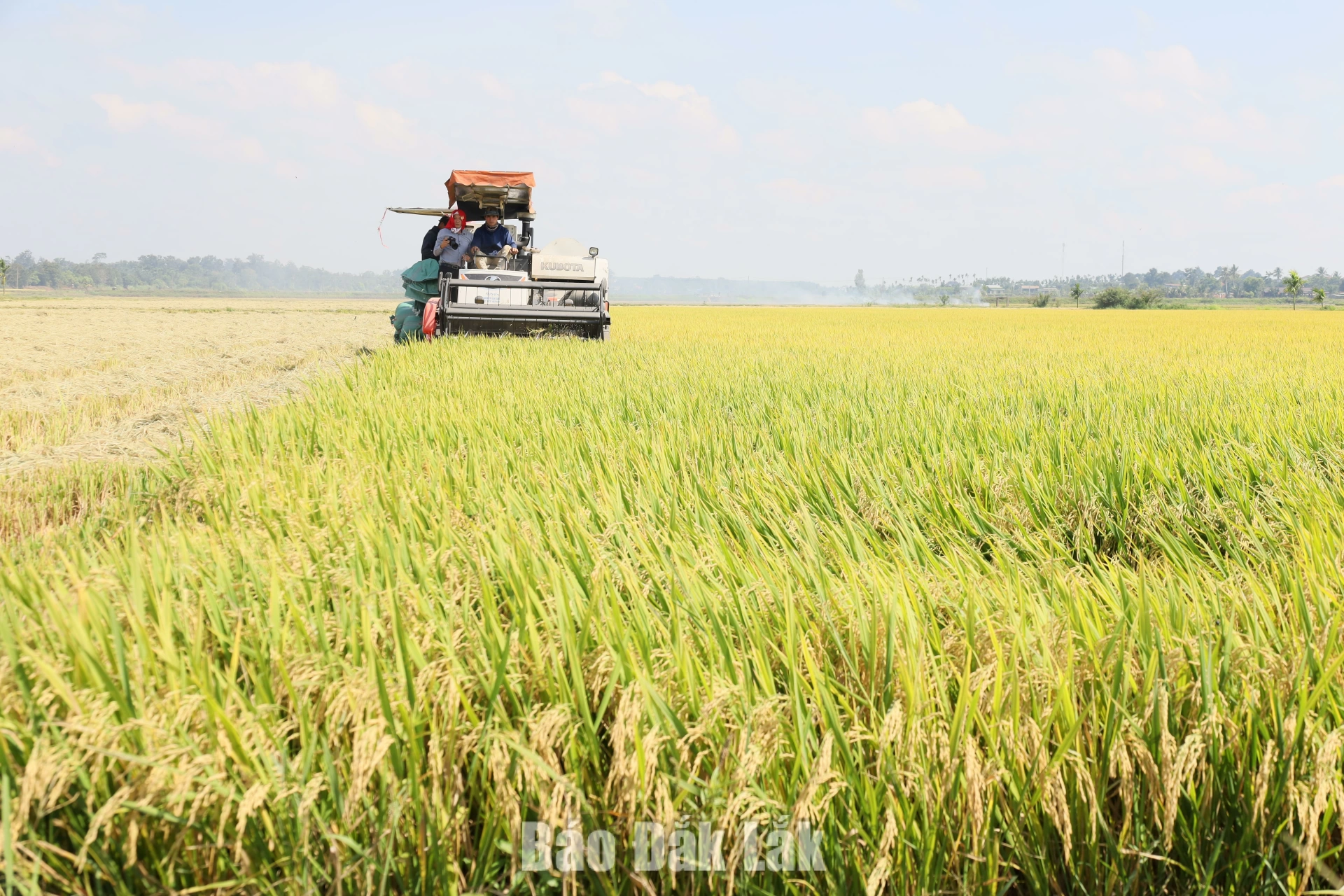 Nông sản chế biến sâu - Dư địa còn bỏ ngỏ 4 Lĩnh vực lúa gạo là dư địa lớn cho các nhà đầu tư xây dựng các nhà máy chế biến phục vụ xuất khẩu.