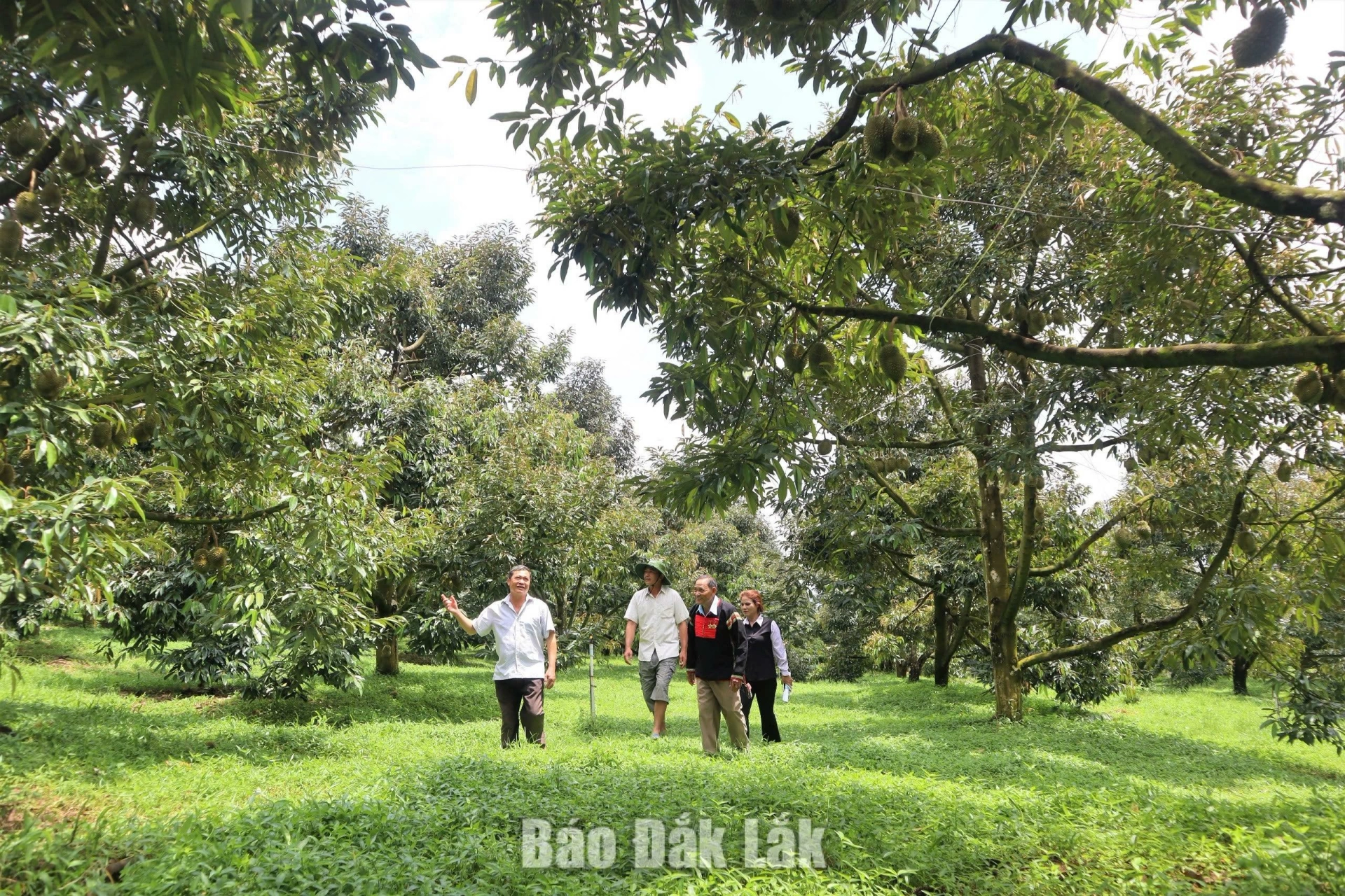 Chuyển đổi số đang từng bước thay đổi phương thức sản xuất của người trồng sầu riêng ở Krông Nô.