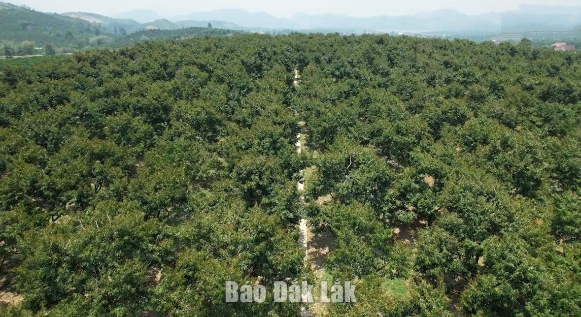 Vùng nguyên liệu