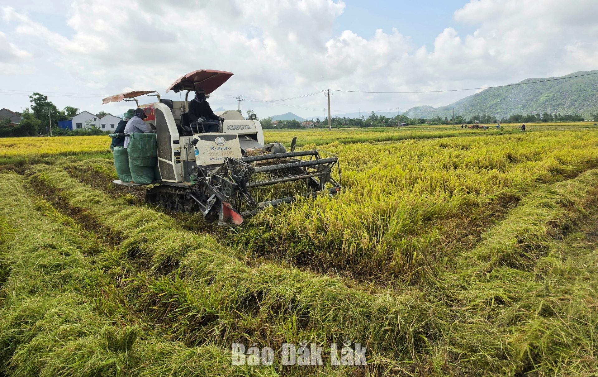 Trồng lúa chất lượng cao, được hỗ trợ tới 3 triệu đồng/ha/năm 1 Thu hoạch lúa ở phường Đông Hòa