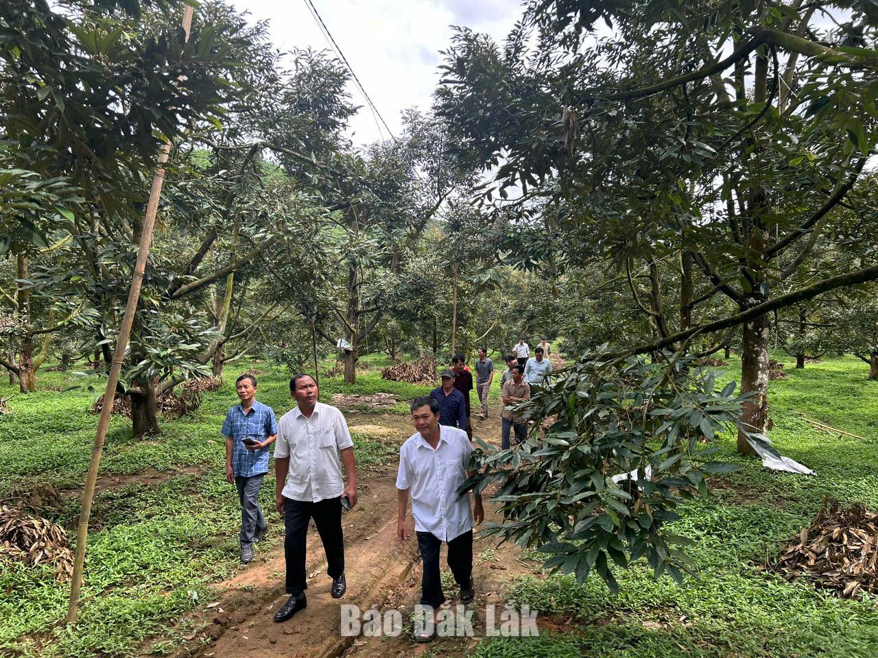 Các vườn mẫu sầu riêng ở Krông Nô đang trở thành điểm đến trải nghiệm hấp dẫn tại địa phương.