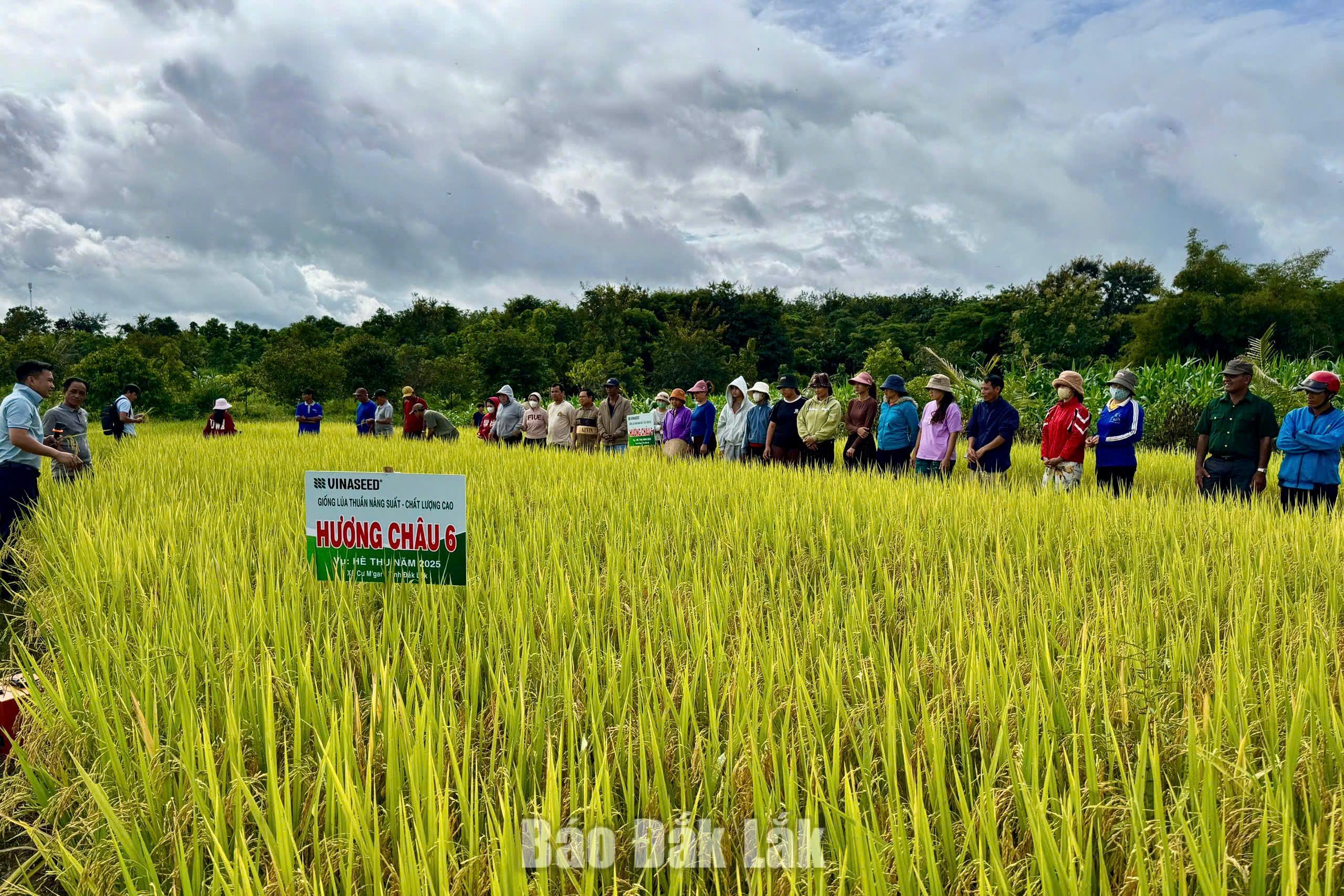 Nông dân Cư M’gar liên kết phát triển nông nghiệp xanh 2 z7887021661918 50924325cbc762d91867088f79948d3b 20260601041429 20260602181454