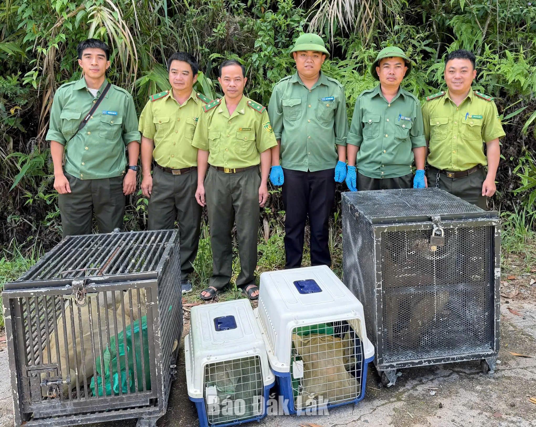 Tái thả 21 cá thể động vật hoang dã về rừng tự nhiên 1 Lực lượng chức năng đưa các thể động vật hoang dã vào rừng để tái thả về tự nhiên