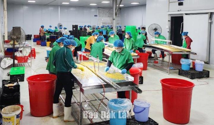 6 hợp tác xã Đắk Lắk được đề xuất tham gia Quỹ Thiện Tâm