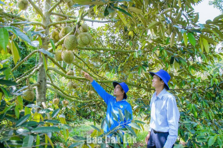 Ban Thường vụ Tỉnh ủy Đắk Lắk yêu cầu siết chặt quản lý chuỗi ngành hàng sầu riêng xuất khẩu