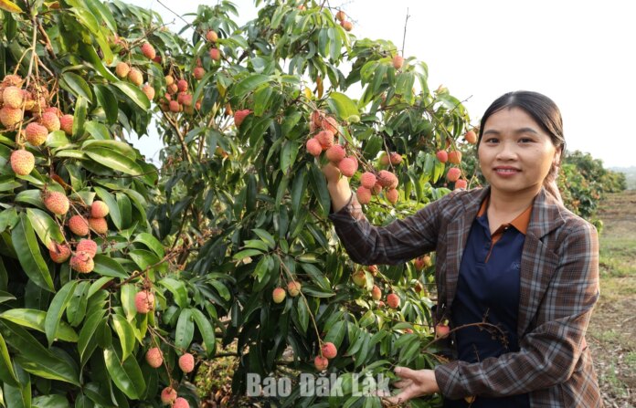 Cây vải khẳng định vị thế ở Ea Knốp Cây vải khẳng định vị thế ở Ea Knốp