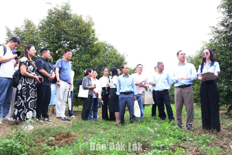 Doanh nghiệp Trung Quốc khảo sát vùng trồng sầu riêng của Dakruco
