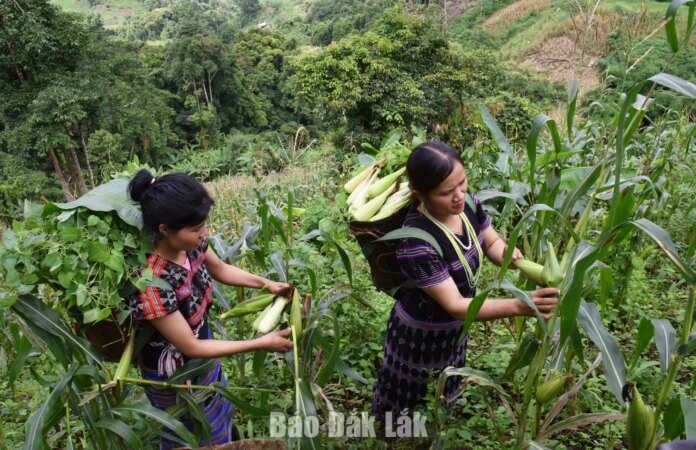 Những mùa bắp vàng trên nương Những mùa bắp vàng trên nương