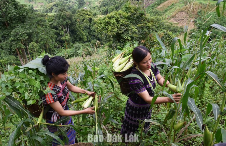 Những mùa bắp vàng trên nương