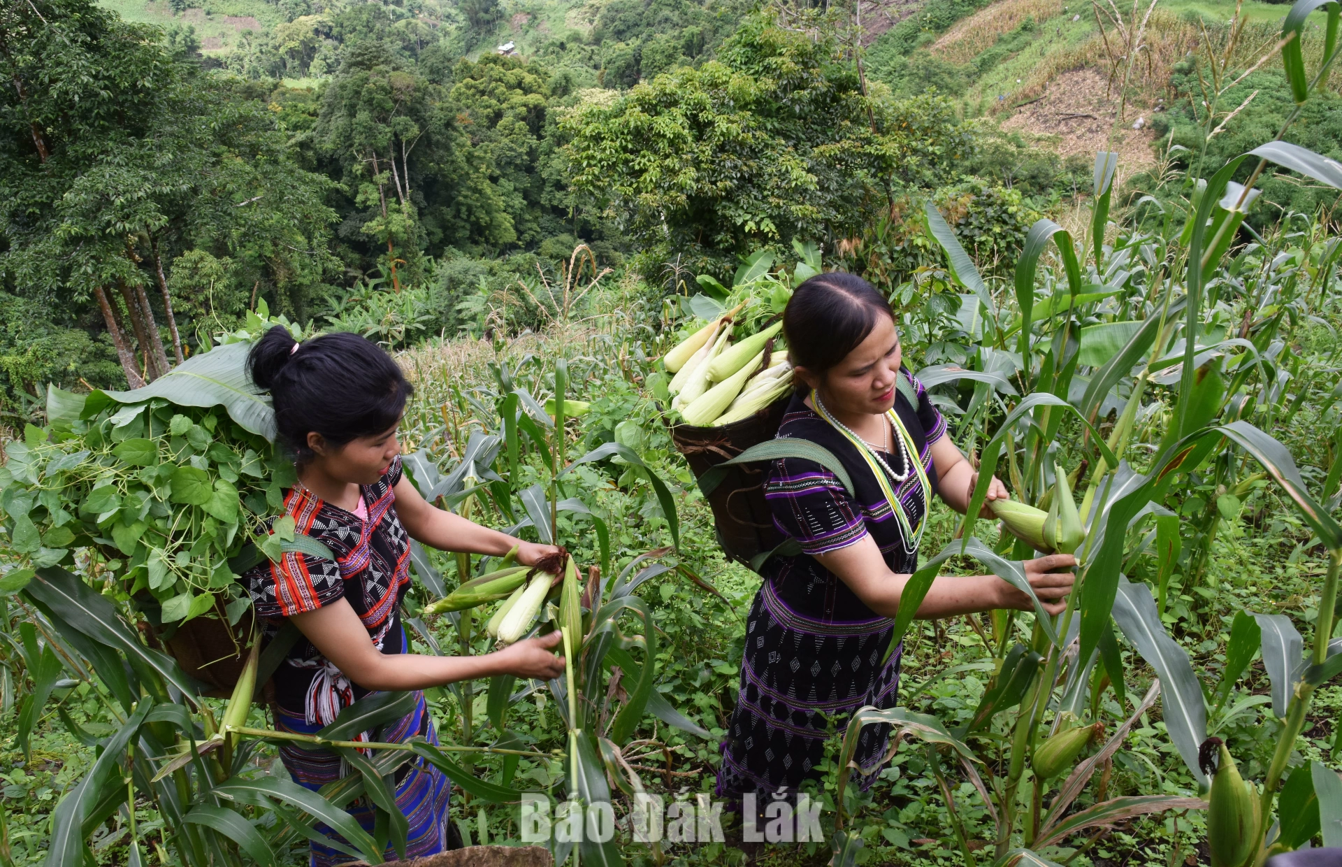 Những mùa bắp vàng trên nương 1 Đồng bào thu hoạch bắp.