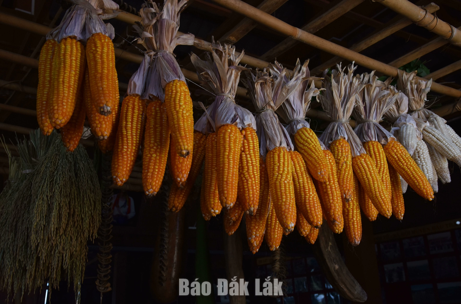 Những mùa bắp vàng trên nương 2 Bảo quản bắp trên giàn bếp.