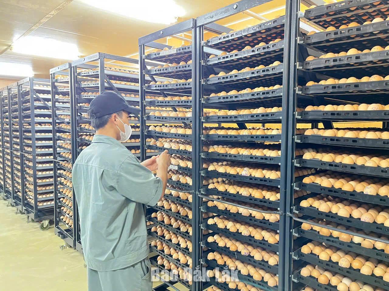 Lợi thế vẫn chưa thành sức mạnh kinh tế, vì sao? 2 Nhà máy ấp nở trứng gia cầm của Công ty Japfa Comfeed.