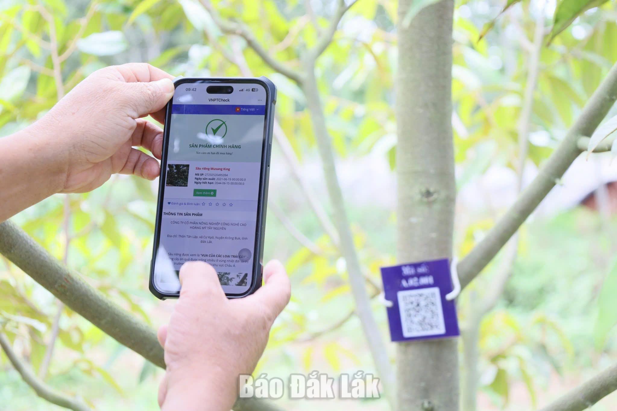 Đánh thức tiềm năng - Báo Đắk Lắk điện tử 3 Nông dân gắn mã QR trên mỗi thân cây sầu riêng để truy xuất nguồn gốc sản phẩm.