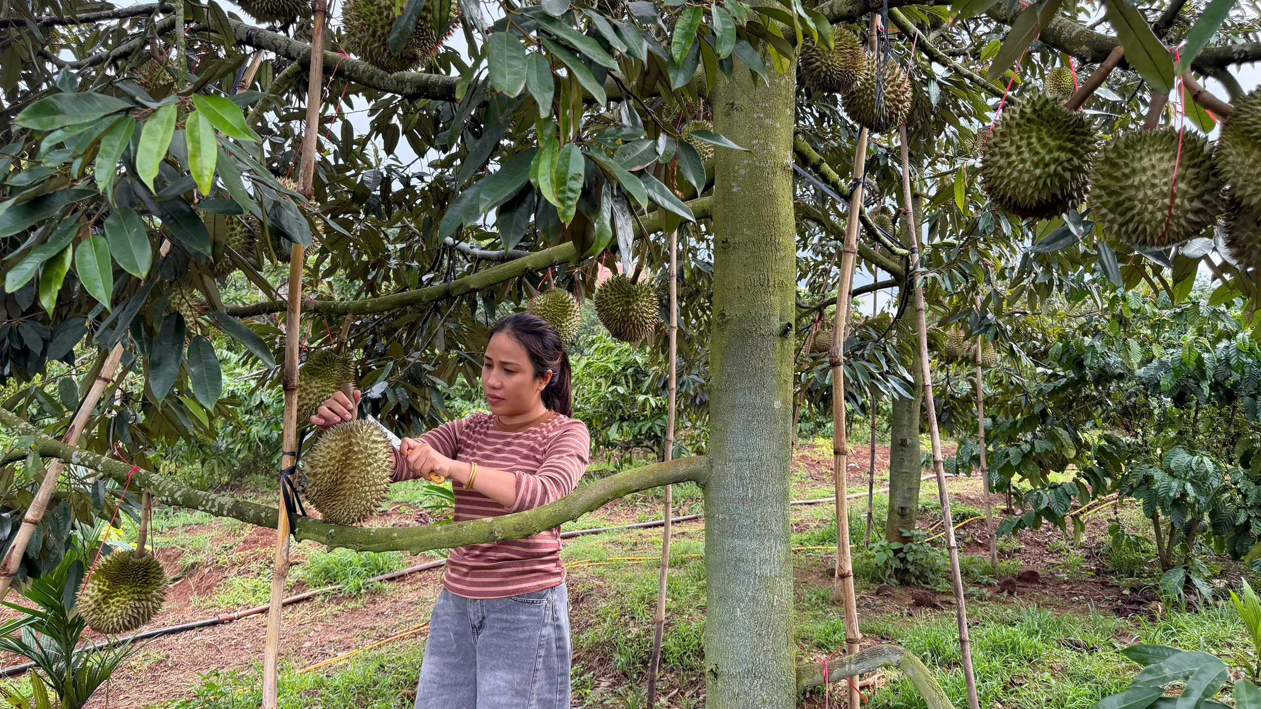 Đắk Lắk: Tăng cường tuyên truyền phát triển bền vững ngành hàng sầu riêng 1 h2 1