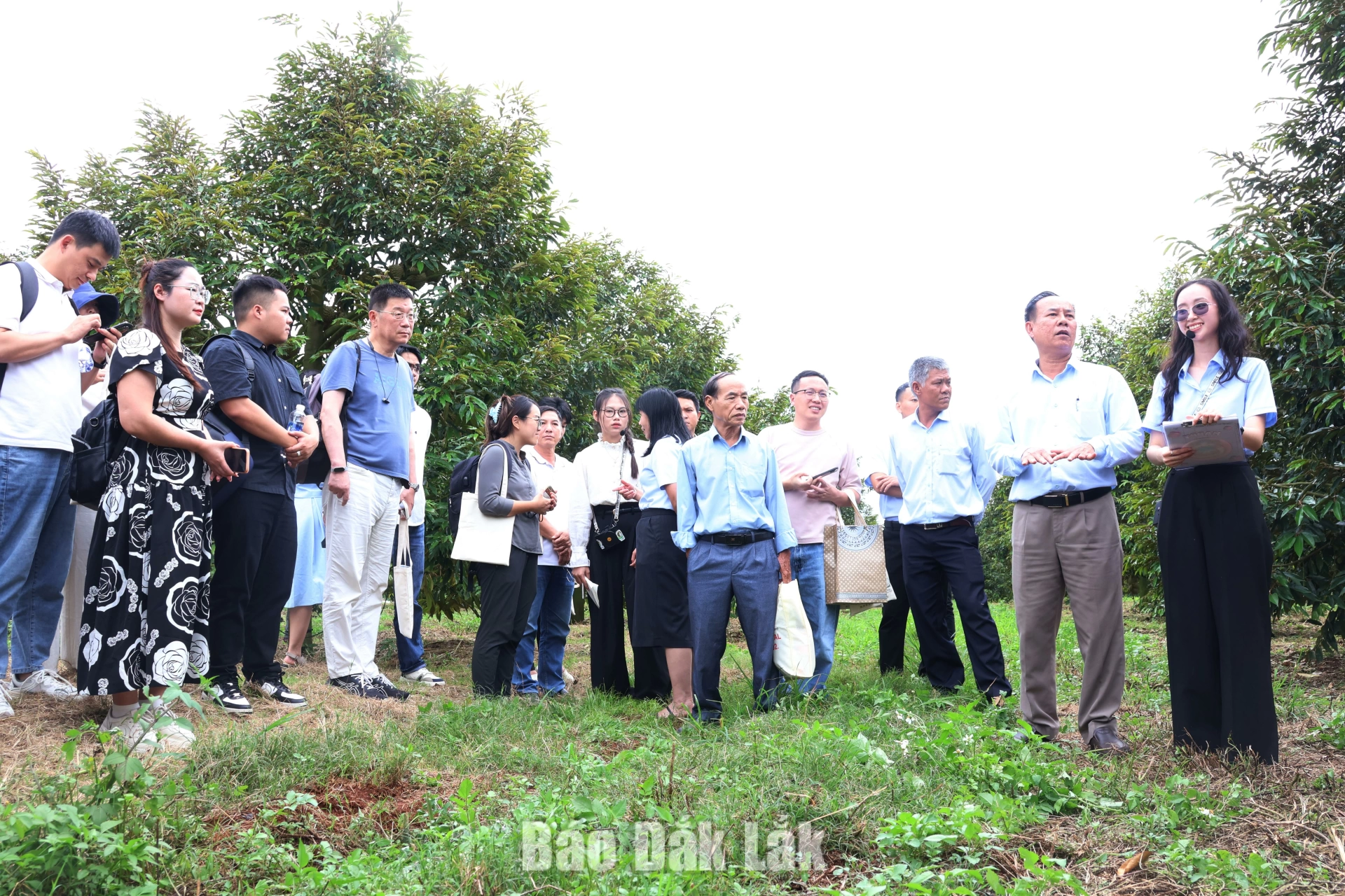 Doanh nghiệp Trung Quốc khảo sát vùng trồng sầu riêng của Dakruco 1 Lãnh đạo Dakruco giới thiệu về vùng trồng sầu riêng của doanh nghiệp.