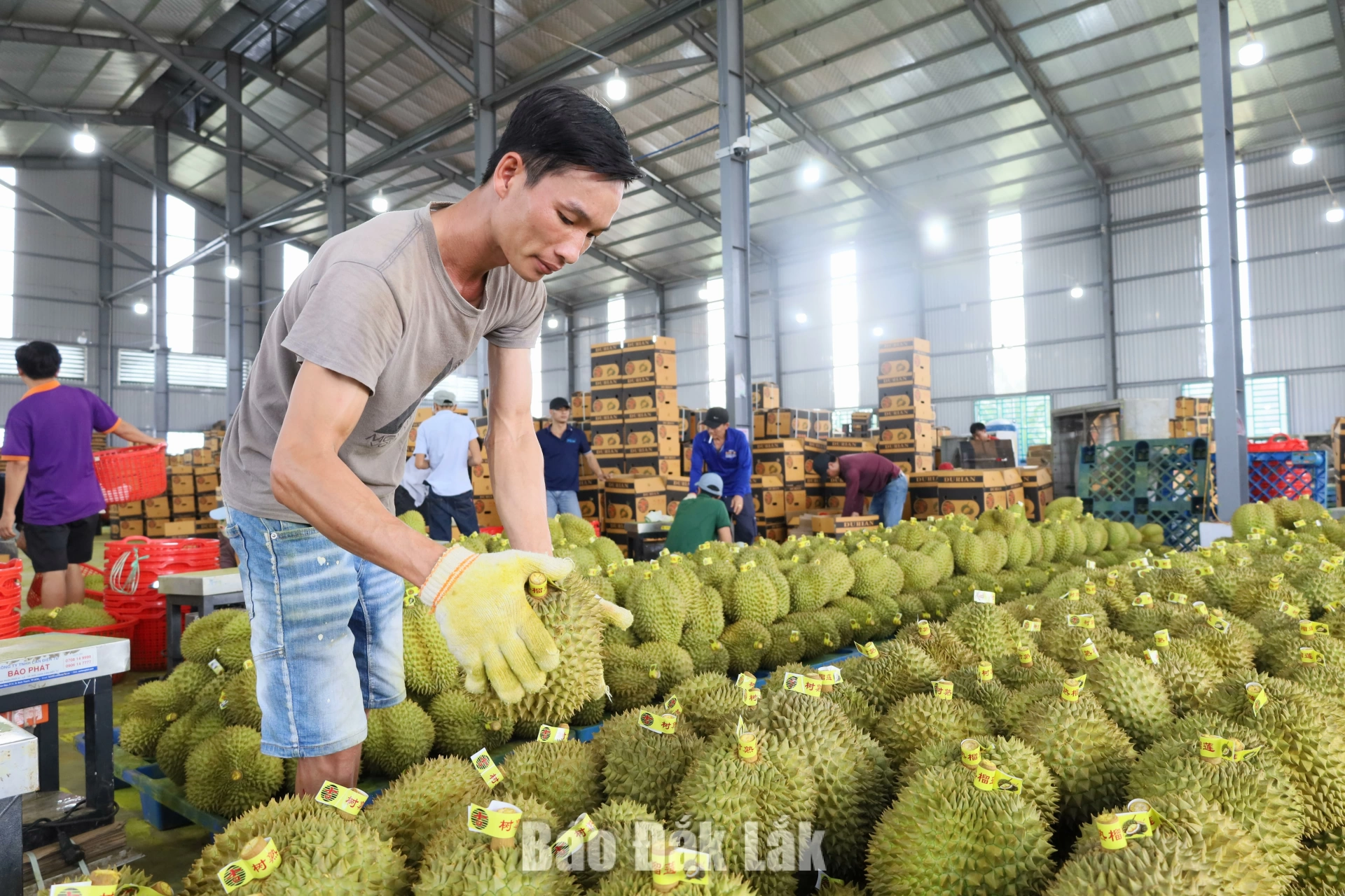 Hoạt động thu mua, đóng gói sầu riêng trên địa bàn tỉnh Đắk Lắk.