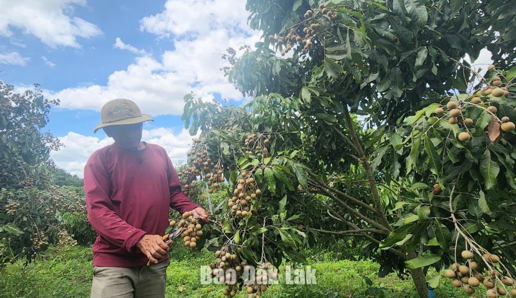 Đắk Lắk có 328 mã vùng trồng phục vụ xuất khẩu 1 Nhiều nông sản của Đắk Lắk được cấp mã vùng trồng xuất khẩu.